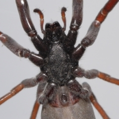 Lampona cylindrata at Evatt, ACT - 5 Nov 2022