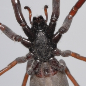 Lampona cylindrata at Evatt, ACT - 5 Nov 2022