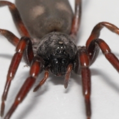 Lampona cylindrata at Evatt, ACT - 5 Nov 2022