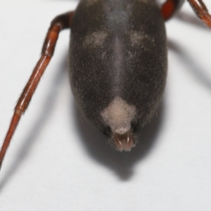 Lampona cylindrata at Evatt, ACT - 5 Nov 2022