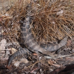 Tiliqua scincoides scincoides (Eastern Blue-tongue) at Acton, ACT - 6 Nov 2022 by TimL