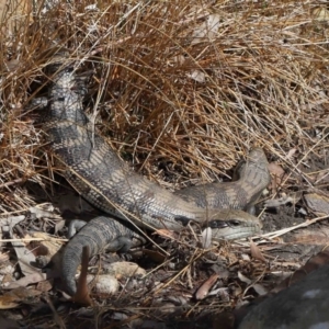 Tiliqua scincoides scincoides at Acton, ACT - 6 Nov 2022 09:43 AM