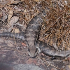 Tiliqua scincoides scincoides at Acton, ACT - 6 Nov 2022