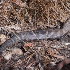 Tiliqua scincoides scincoides at Acton, ACT - 6 Nov 2022