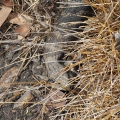 Tiliqua scincoides scincoides at Acton, ACT - 6 Nov 2022 09:43 AM