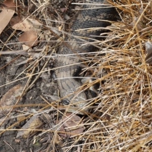 Tiliqua scincoides scincoides at Acton, ACT - 6 Nov 2022