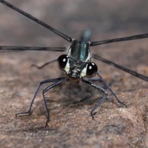 Austroargiolestes icteromelas at Acton, ACT - 6 Nov 2022