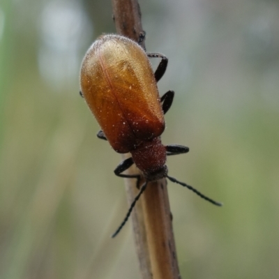 Ecnolagria grandis (Honeybrown beetle) at Piney Ridge - 5 Nov 2022 by RobG1