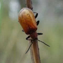 Ecnolagria grandis (Honeybrown beetle) at Bluetts Block Area - 5 Nov 2022 by RobG1