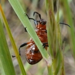 Ecnolagria grandis at Stromlo, ACT - 5 Nov 2022 02:51 PM