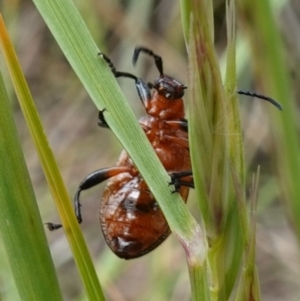 Ecnolagria grandis at Stromlo, ACT - 5 Nov 2022