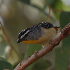 Pardalotus punctatus (Spotted Pardalote) at Bargo, NSW - 18 Oct 2022 by JanHartog