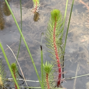 Myriophyllum crispatum at Collector, NSW - 6 Nov 2022 02:58 PM