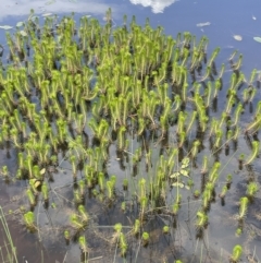 Myriophyllum crispatum at Collector, NSW - 6 Nov 2022