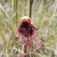 Calochilus platychilus (Purple Beard Orchid) at Gundaroo, NSW - 5 Nov 2022 by Gunyijan