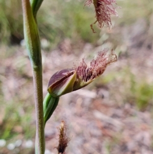 Calochilus platychilus at Gundaroo, NSW - 5 Nov 2022
