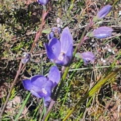 Thelymitra ixioides (Dotted Sun Orchid) at Gundaroo, NSW - 5 Nov 2022 by Gunyijan