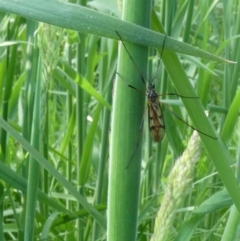 Gynoplistia sp. (genus) (Crane fly) at Flea Bog Flat to Emu Creek Corridor - 17 Oct 2022 by JohnGiacon