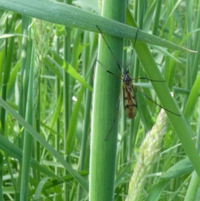 Gynoplistia sp. (genus) (Crane fly) at Belconnen, ACT - 17 Oct 2022 by JohnGiacon