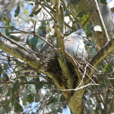 Ocyphaps lophotes (Crested Pigeon) at Flea Bog Flat to Emu Creek Corridor - 29 Oct 2022 by JohnGiacon