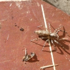 Helpis minitabunda (Threatening jumping spider) at Belconnen, ACT - 30 Oct 2022 by jgiacon