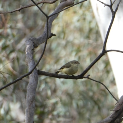 Acanthiza reguloides (Buff-rumped Thornbill) at Gossan Hill - 30 Oct 2022 by jgiacon