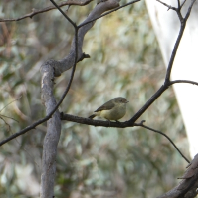 Acanthiza reguloides (Buff-rumped Thornbill) at Bruce, ACT - 30 Oct 2022 by jgiacon