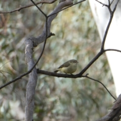 Acanthiza reguloides (Buff-rumped Thornbill) at Bruce, ACT - 30 Oct 2022 by jgiacon