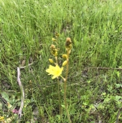 Bulbine bulbosa (Golden Lily, Bulbine Lily) at Bruce, ACT - 30 Oct 2022 by JohnGiacon