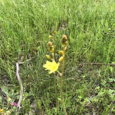Bulbine bulbosa (Golden Lily) at Flea Bog Flat, Bruce - 30 Oct 2022 by jgiacon
