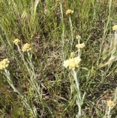 Pseudognaphalium luteoalbum (Jersey Cudweed) at Bruce, ACT - 30 Oct 2022 by jgiacon