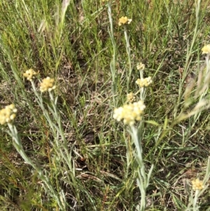 Pseudognaphalium luteoalbum at Bruce, ACT - 30 Oct 2022 03:12 PM