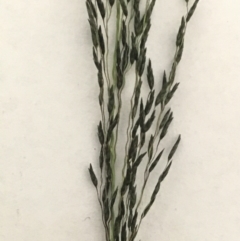 Eragrostis curvula at Hall, ACT - 7 Nov 2022