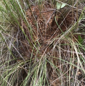 Formicidae (family) at Bruce, ACT - 30 Oct 2022