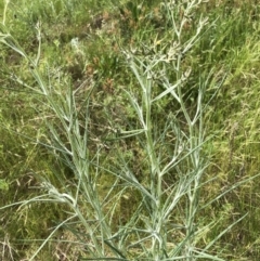 Senecio quadridentatus (Cotton Fireweed) at Aranda, ACT - 30 Oct 2022 by jgiacon