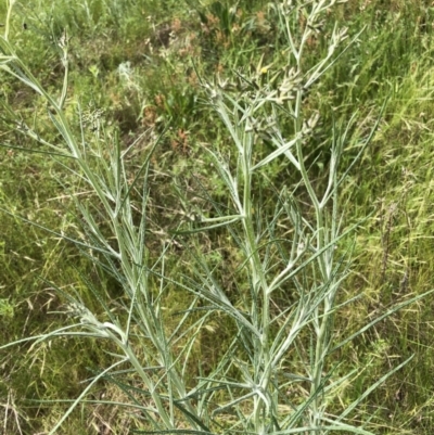 Senecio quadridentatus (Cotton Fireweed) at Aranda, ACT - 30 Oct 2022 by JohnGiacon