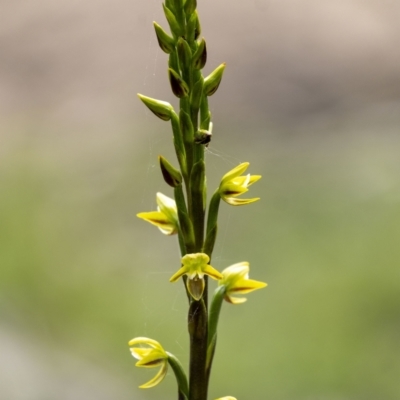 Prasophyllum flavum (Yellow Leek Orchid) at Penrose - 6 Nov 2022 by Aussiegall