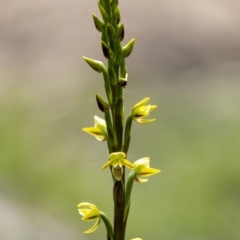 Prasophyllum flavum (Yellow Leek Orchid) at Penrose, NSW - 6 Nov 2022 by Aussiegall