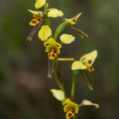 Diuris sulphurea (Tiger Orchid) at Wingecarribee Local Government Area - 6 Nov 2022 by Aussiegall