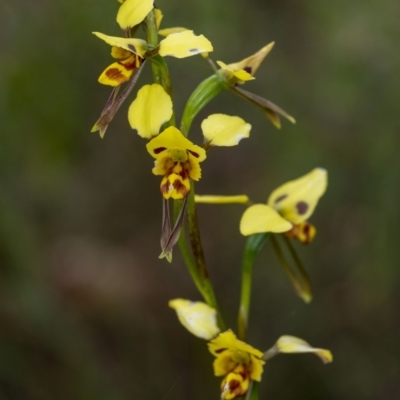 Diuris sulphurea (Tiger Orchid) at Wingecarribee Local Government Area - 6 Nov 2022 by Aussiegall