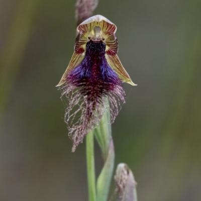 Calochilus platychilus (Purple Beard Orchid) at Penrose - 6 Nov 2022 by Aussiegall