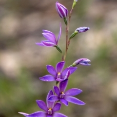 Thelymitra ixioides (Dotted Sun Orchid) at Wingecarribee Local Government Area - 6 Nov 2022 by Aussiegall