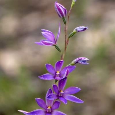 Thelymitra ixioides (Dotted Sun Orchid) at Penrose - 6 Nov 2022 by Aussiegall