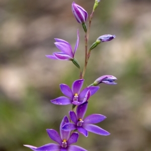 Thelymitra ixioides (Dotted Sun Orchid) at Penrose, NSW by Aussiegall