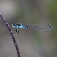 Ischnura heterosticta (Common Bluetail Damselfly) at Penrose - 6 Nov 2022 by Aussiegall