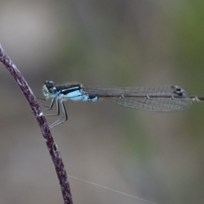 Ischnura heterosticta (Common Bluetail Damselfly) at Wingecarribee Local Government Area - 6 Nov 2022 by Aussiegall