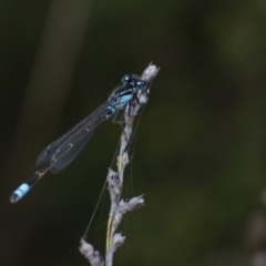 Ischnura heterosticta at Penrose, NSW - 6 Nov 2022