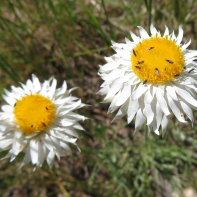 Leucochrysum albicans subsp. tricolor (Hoary Sunray) at Latham, ACT - 3 Nov 2022 by Christine