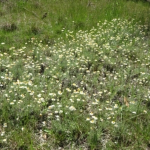 Leucochrysum albicans subsp. tricolor at Latham, ACT - 3 Nov 2022