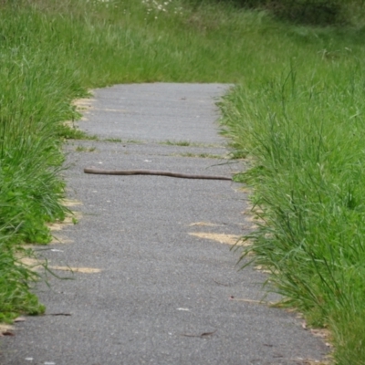 Pseudonaja textilis (Eastern Brown Snake) at Umbagong District Park - 3 Nov 2022 by Christine